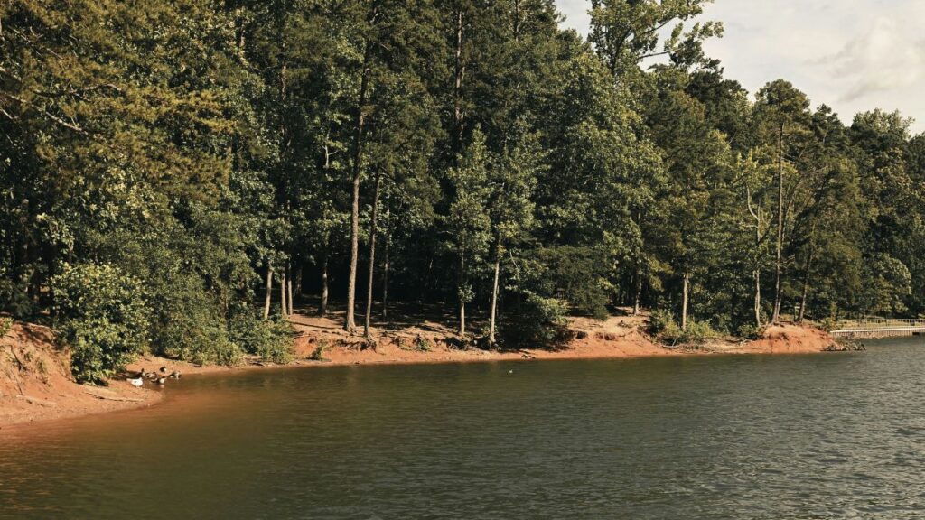 Calm forest shoreline of Lake Lanier with green trees and still water