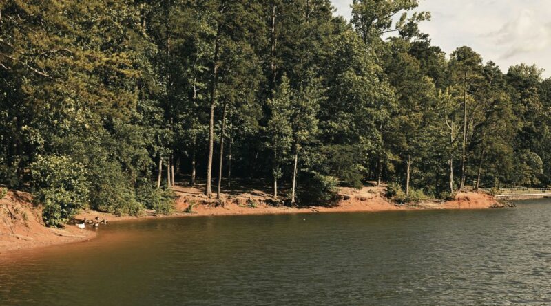 Calm forest shoreline of Lake Lanier with green trees and still water