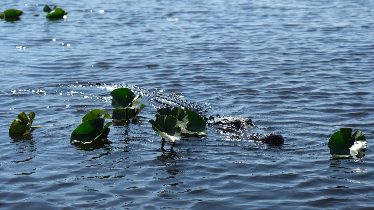 Alligator swimming through lily pads in Everglades National Park