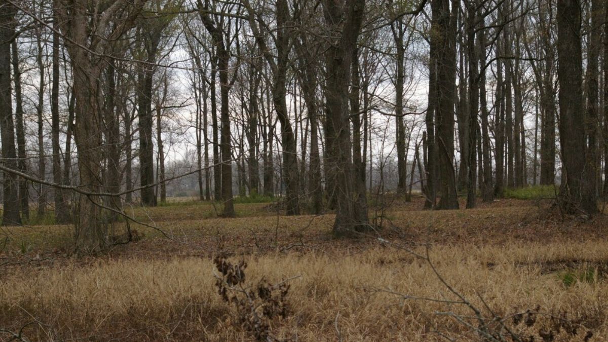 Wooded area with slight earth rises and dry grassy foreground at Poverty Point in Louisiana