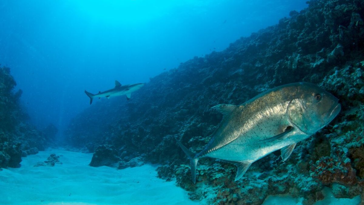 Underwater scene in Papahānaumokuākea showing a large fish and a shark swimming through coral canyon